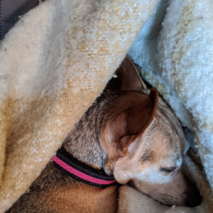 Meet your Posher, Sylvia